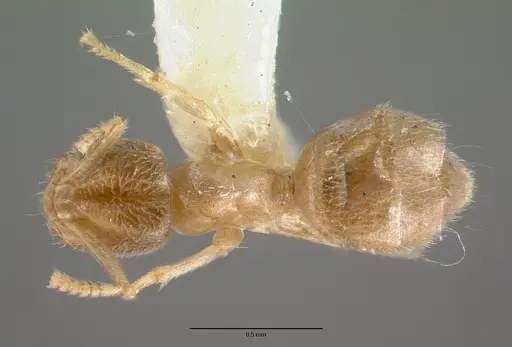Chronoxenus rossi specimen CASTYPE11766 image castype11766_1