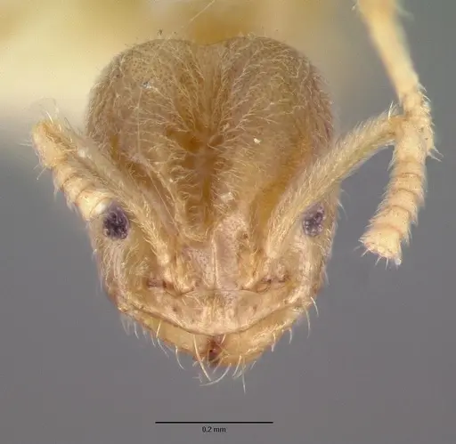 Chronoxenus rossi specimen CASTYPE11766 image castype11766_2