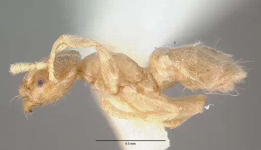 Chronoxenus rossi specimen CASTYPE11766 image castype11766_3