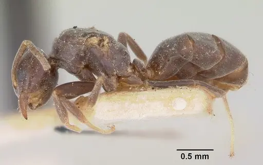 Chronoxenus walshi specimen CASENT0103288 image casent0103288_3