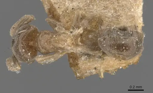Chronoxenus walshi specimen CASENT0909578 image casent0909578_1
