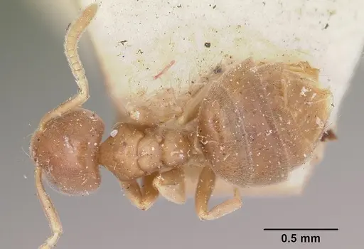Chronoxenus wroughtonii specimen CASENT0103289 image casent0103289_1