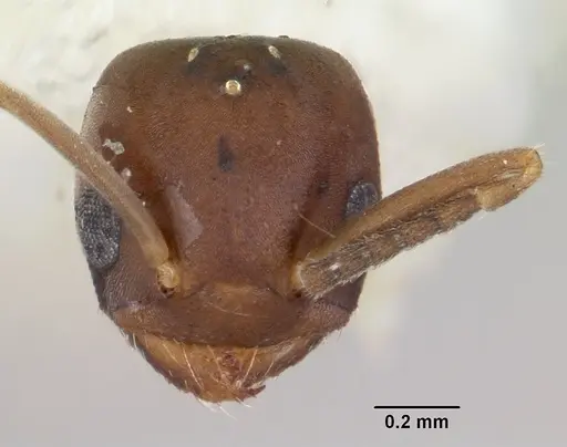 Chronoxenus wroughtonii specimen CASENT0103290 image casent0103290_2