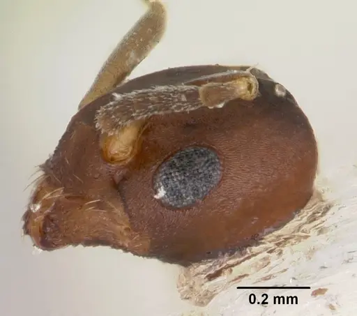 Chronoxenus wroughtonii specimen CASENT0103290 image casent0103290_3