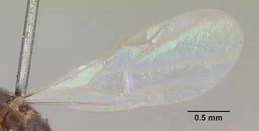 Chronoxenus wroughtonii specimen CASENT0103290 image casent0103290_5