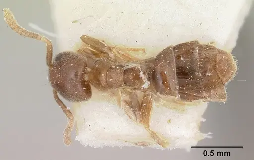 Chronoxenus wroughtonii specimen CASENT0103291 image casent0103291_1