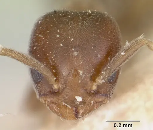 Chronoxenus wroughtonii specimen CASENT0103291 image casent0103291_2