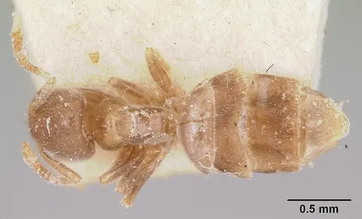 Chronoxenus wroughtonii specimen CASENT0103292 image casent0103292_1