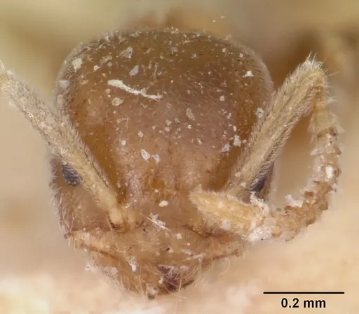 Chronoxenus wroughtonii specimen CASENT0103292 image casent0103292_2