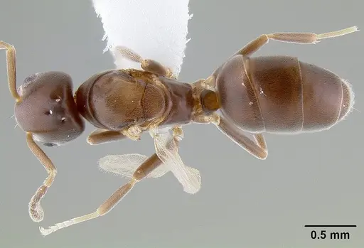 Chronoxenus wroughtonii specimen CASENT0106163 image casent0106163_1