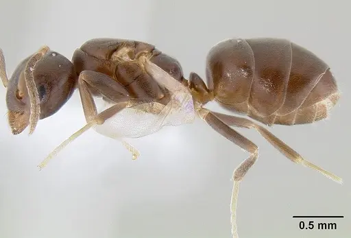 Chronoxenus wroughtonii specimen CASENT0106163 image casent0106163_3