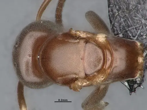 Chronoxenus wroughtonii specimen CASENT0758662 image casent0758662_1
