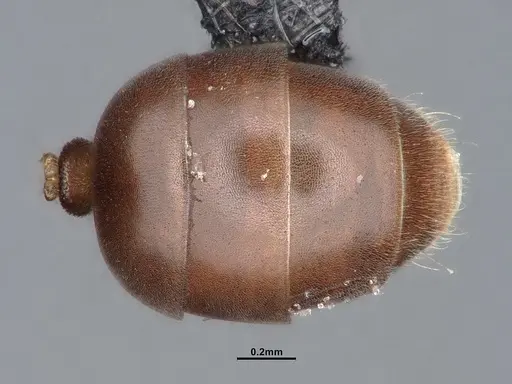 Chronoxenus wroughtonii specimen CASENT0758662 image casent0758662_2