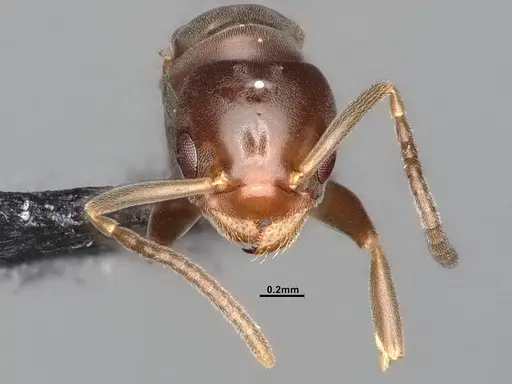 Chronoxenus wroughtonii specimen CASENT0758662 image casent0758662_3
