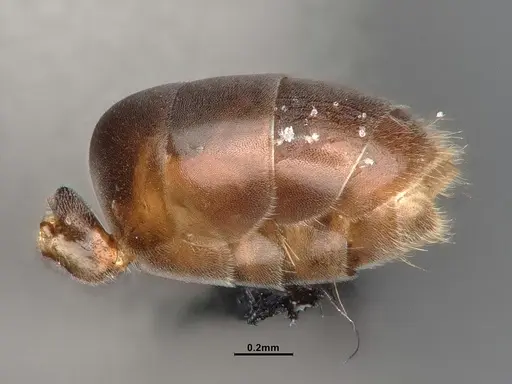 Chronoxenus wroughtonii specimen CASENT0758662 image casent0758662_6