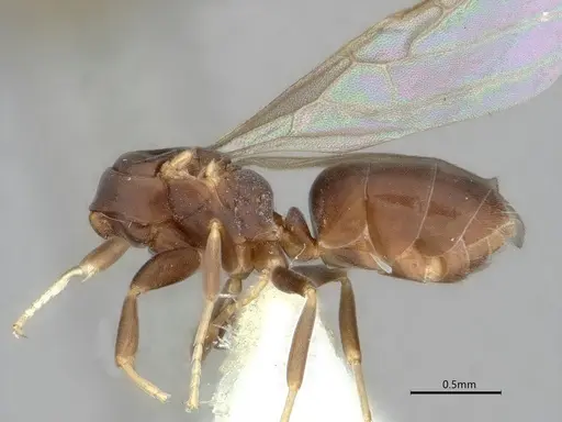 Chronoxenus wroughtonii specimen CASENT0886005 image casent0886005_3