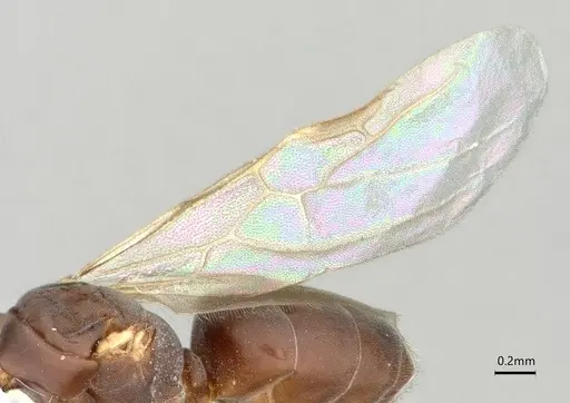 Chronoxenus wroughtonii specimen CASENT0886005 image casent0886005_4