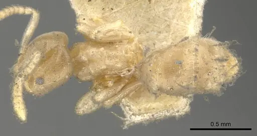 Chronoxenus wroughtonii specimen CASENT0903028 image casent0903028_1