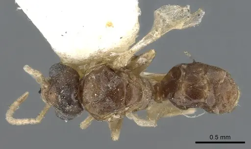 Chronoxenus wroughtonii specimen CASENT0903061 image casent0903061_1