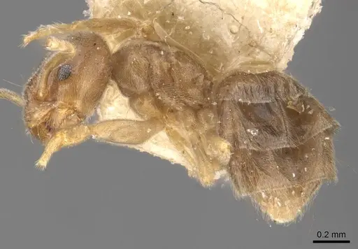 Chronoxenus wroughtonii specimen CASENT0907617 image casent0907617_2