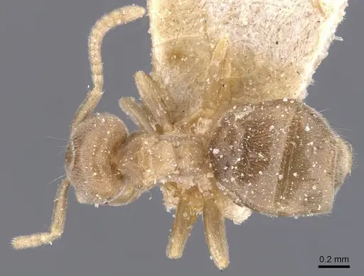 Chronoxenus wroughtonii specimen CASENT0911493 image casent0911493_1