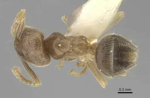 Chronoxenus wroughtonii specimen CASENT0919855 image casent0919855_1
