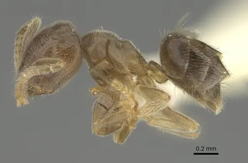 Chronoxenus wroughtonii specimen CASENT0919855 image casent0919855_3