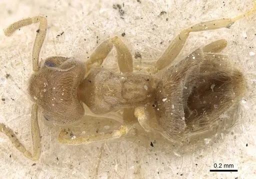 Chronoxenus wroughtonii specimen CASENT0922253 image casent0922253_1