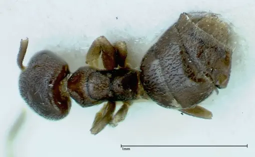Chronoxenus wroughtonii specimen FOCOL0173 image focol0173_1