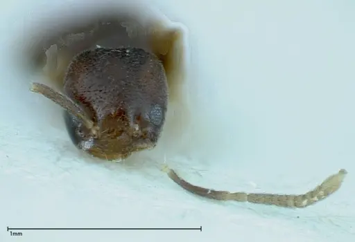 Chronoxenus wroughtonii specimen FOCOL0173 image focol0173_2