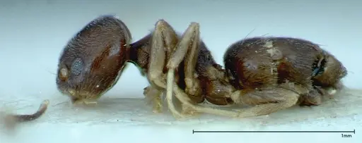 Chronoxenus wroughtonii specimen FOCOL0173 image focol0173_3