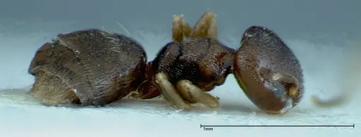 Chronoxenus wroughtonii specimen FOCOL0173 image focol0173_4