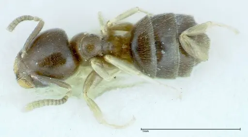 Chronoxenus wroughtonii specimen FOCOL0174 image focol0174_1