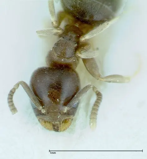 Chronoxenus wroughtonii specimen FOCOL0174 image focol0174_2