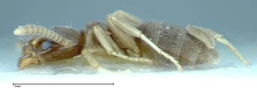 Chronoxenus wroughtonii specimen FOCOL0174 image focol0174_3