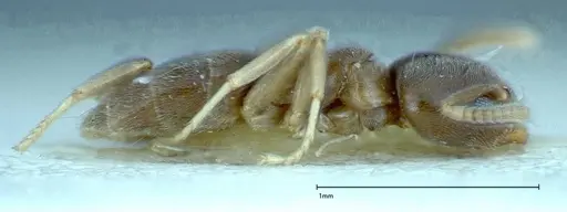 Chronoxenus wroughtonii specimen FOCOL0174 image focol0174_4