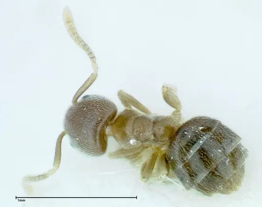 Chronoxenus wroughtonii specimen FOCOL0175 image focol0175_1