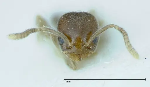 Chronoxenus wroughtonii specimen FOCOL0175 image focol0175_2