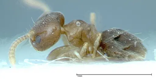Chronoxenus wroughtonii specimen FOCOL0175 image focol0175_3
