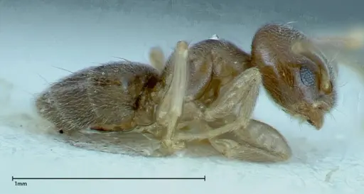 Chronoxenus wroughtonii specimen FOCOL0175 image focol0175_4