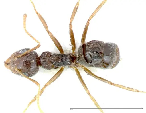 Chronoxenus wroughtonii specimen FOCOL0180 image focol0180_1