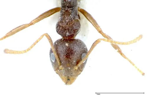 Chronoxenus wroughtonii specimen FOCOL0180 image focol0180_2