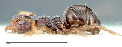 Chronoxenus wroughtonii specimen FOCOL0180 image focol0180_3