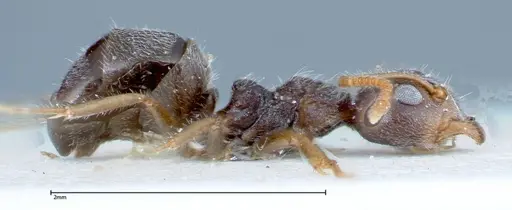 Chronoxenus wroughtonii specimen FOCOL0180 image focol0180_4
