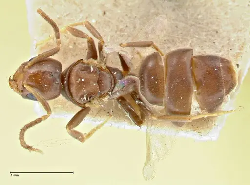 Chronoxenus wroughtonii specimen FOCOL2786 image focol2786_1