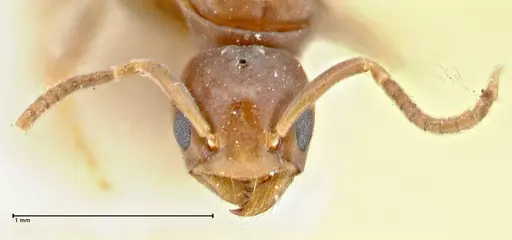 Chronoxenus wroughtonii specimen FOCOL2786 image focol2786_2