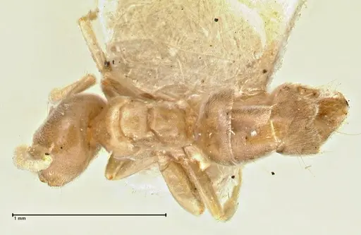Chronoxenus wroughtonii specimen FOCOL2787 image focol2787_1
