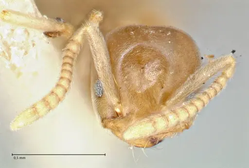 Chronoxenus wroughtonii specimen FOCOL2787 image focol2787_2