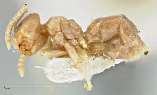 Chronoxenus wroughtonii specimen FOCOL2787 image focol2787_3