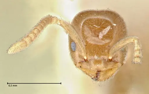 Chronoxenus wroughtonii specimen FOCOL2788 image focol2788_1